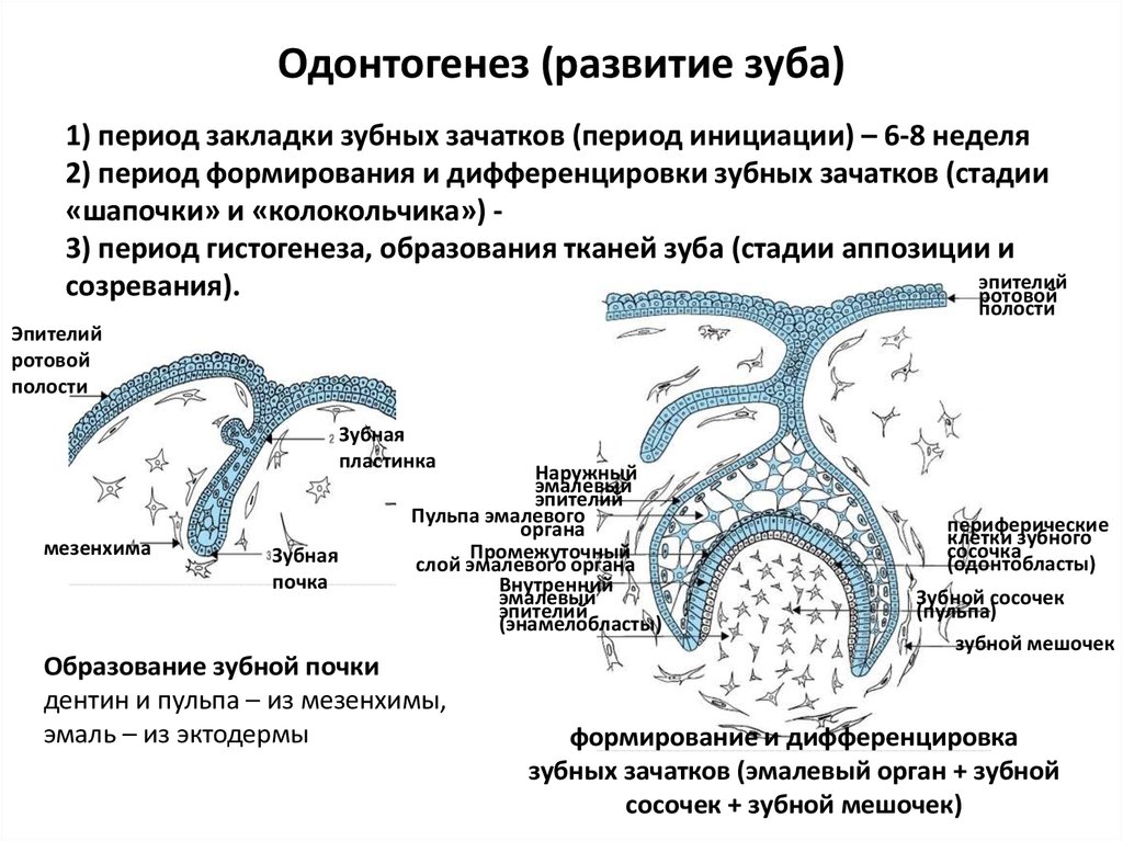 Презентация гистология дыхательной системы