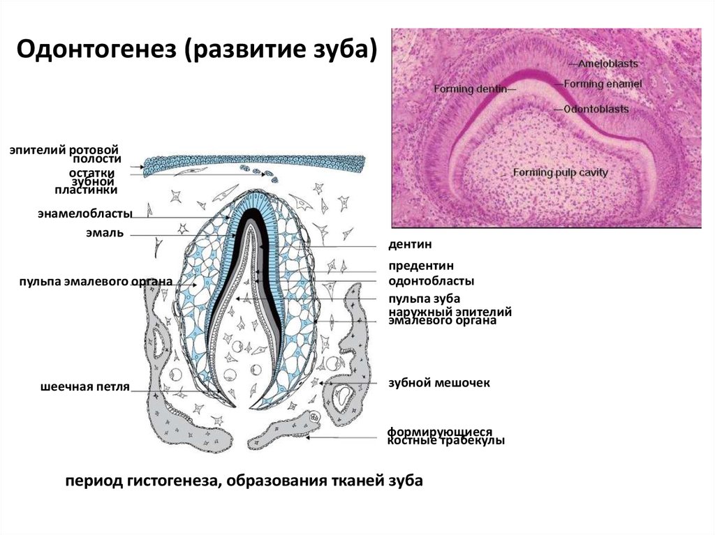 Зуб гистология рисунок