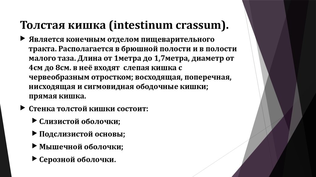 Толстая кишка (intestinum crassum).