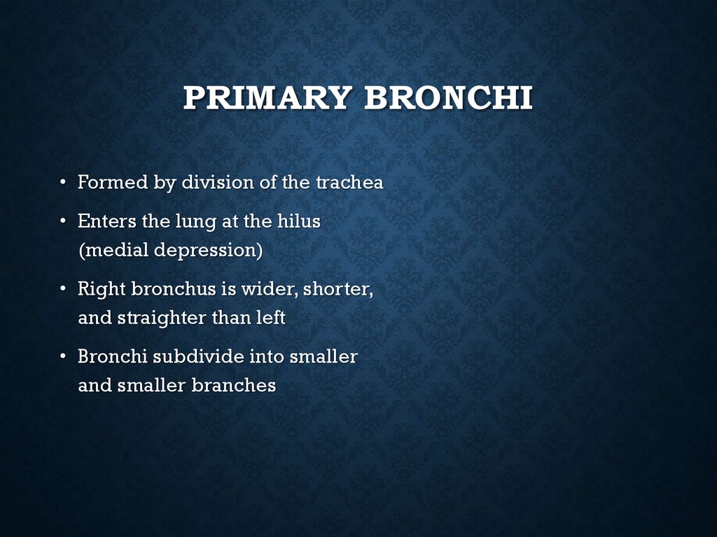 Primary Bronchi