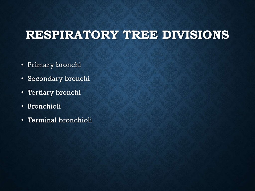 Respiratory Tree Divisions