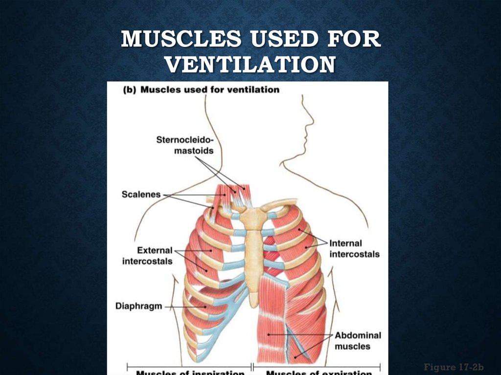Muscles Used for Ventilation
