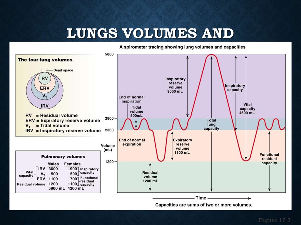 Lungs Volumes and Capacities