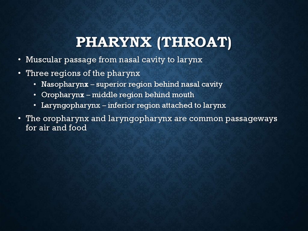 Pharynx (Throat)