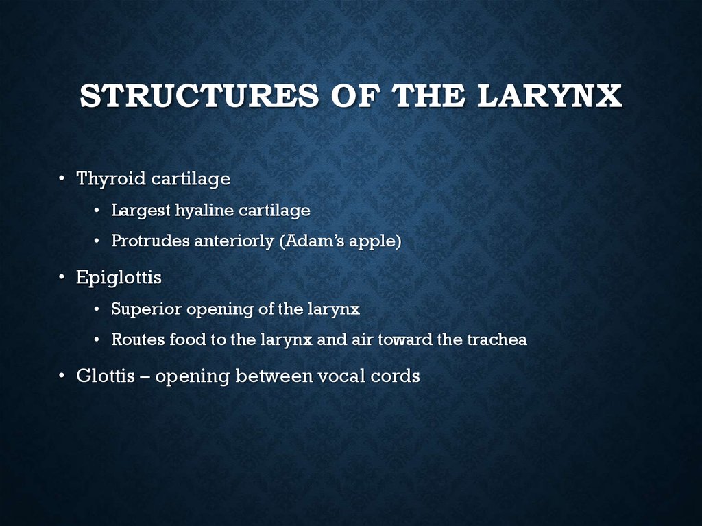 Structures of the Larynx