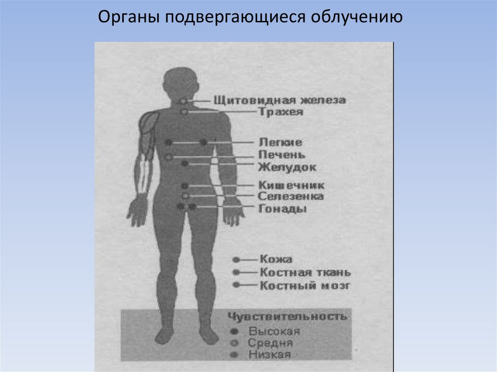 Уязвимые органы. Воздействие радиации на организм человека. Воздействие радиоактивного излучения на человека. Радиационное воздействие на человека.