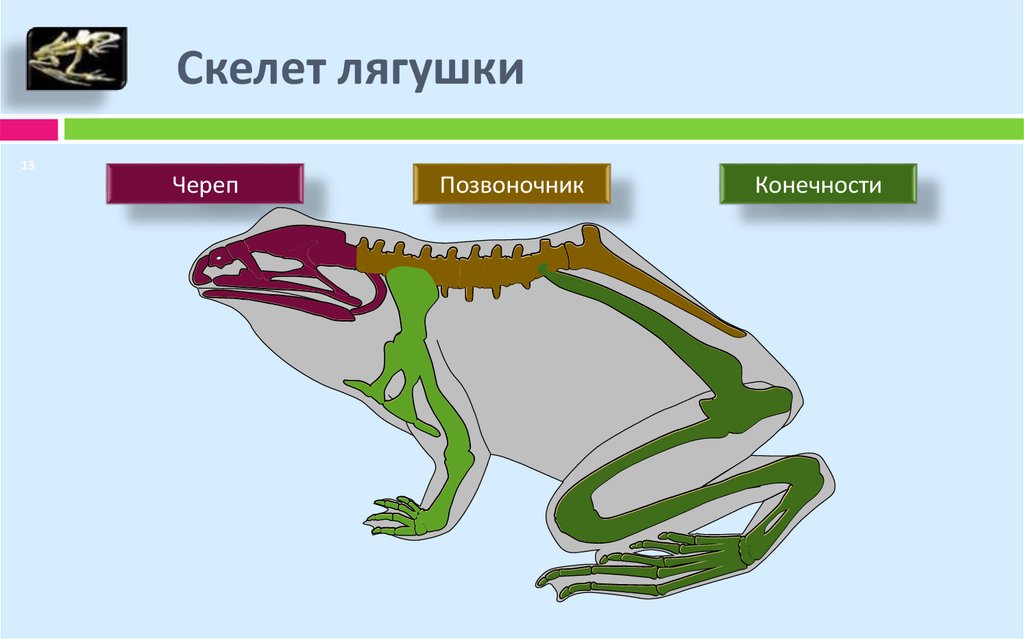 Шейный отдел позвоночника лягушки