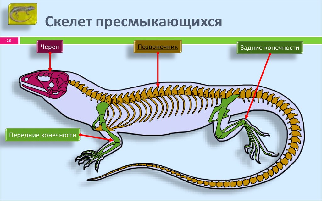 Строение рептилий кратко. Скелет пресмыкающихся биология 7. Опорнодигательная система пресмыкающихся. Опорн двигательная система пресмык. Класс пресмыкающиеся скелет ящерицы.