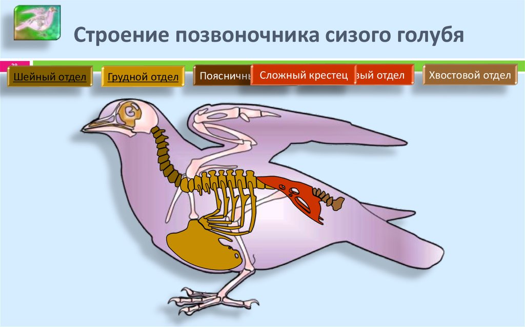 Грудные позвонки у птиц. Отделы скелета сизого голубя. Скелет сизого голубя 5 отделов. Скелет птицы строение позвоночника. Строение скелета сизого голубя.