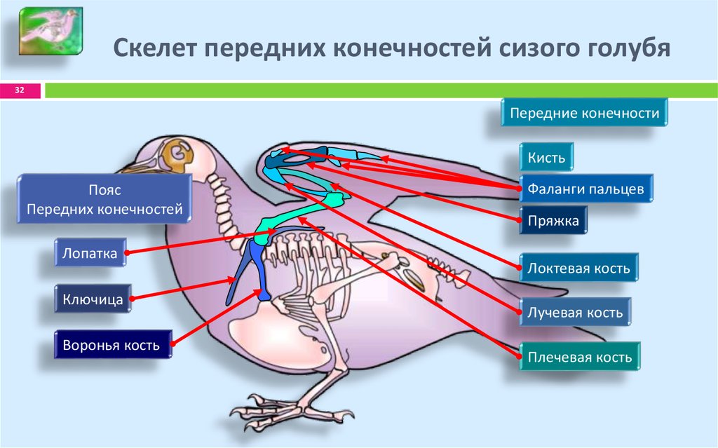 Скелет птицы пояс передних конечностей. Строение скелета сизого голубя. Передние конечности голубя скелет. Строение пояса передних конечностей у птиц.