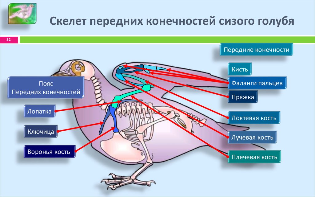 Пояса птиц. Передние конечности голубя скелет. Строение пояса передних конечностей у птиц. Скелет птицы пояс передних конечностей. Скелет передних конечностей пояс птиц строение.