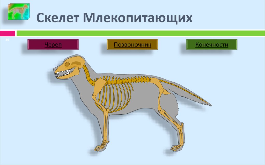 Скелет Млекопитающих