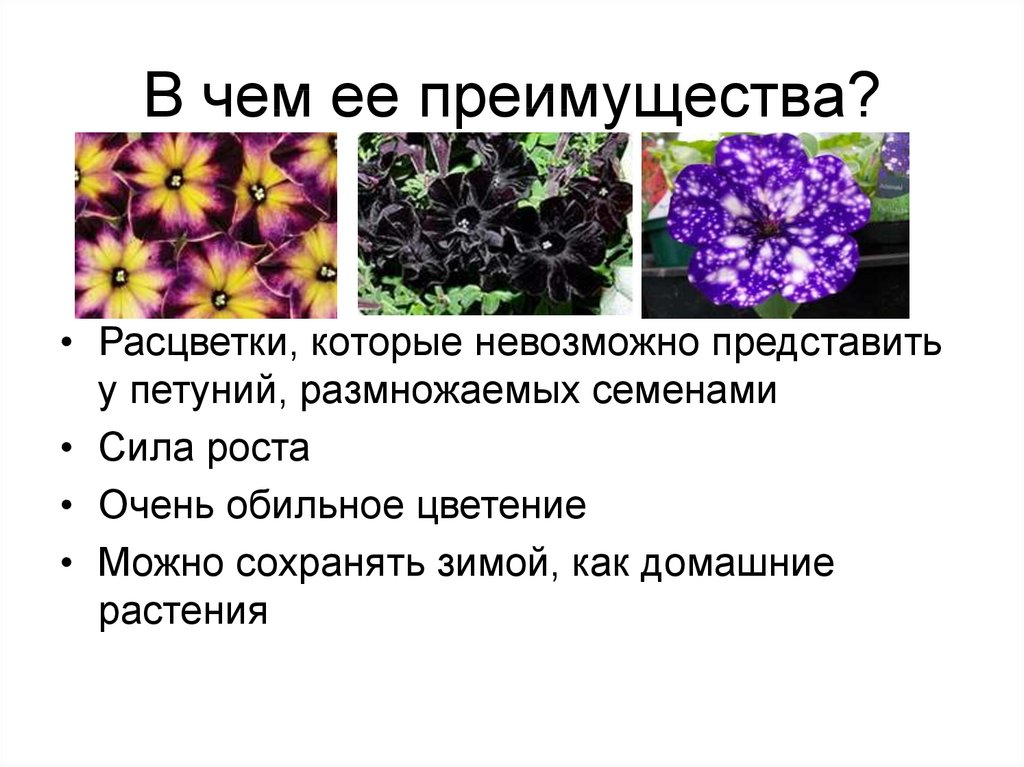 Петуния презентация для детей