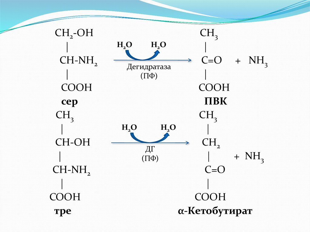 Гликогенные и кетогенные аминокислоты