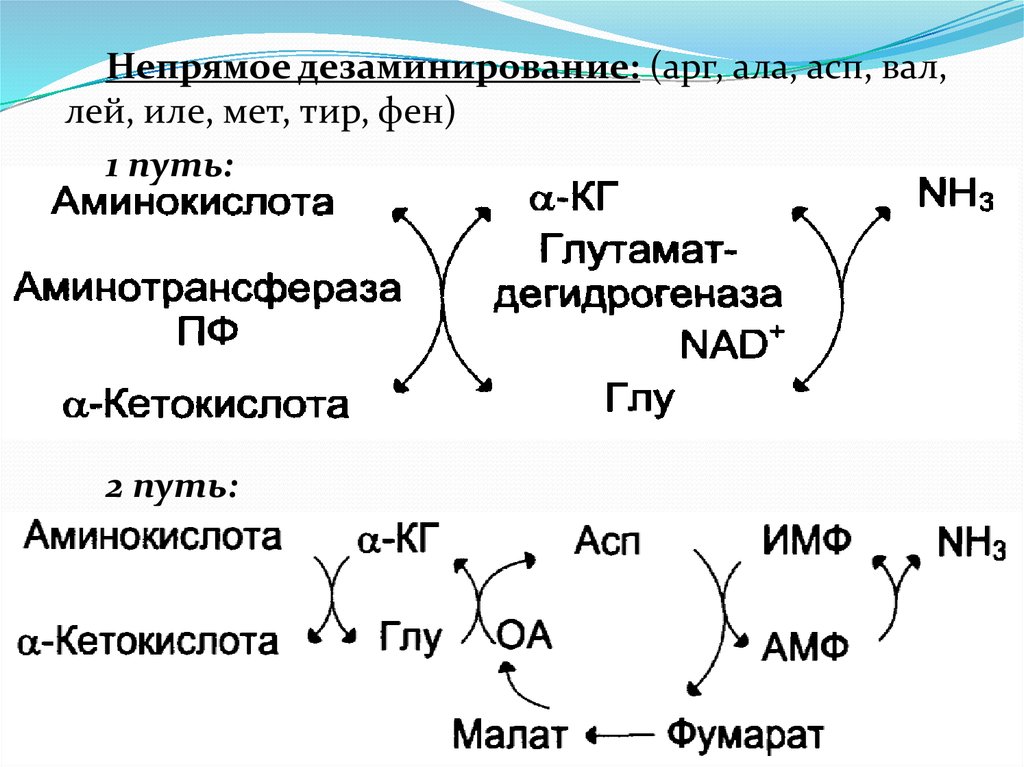 Образование глюкозы обмен