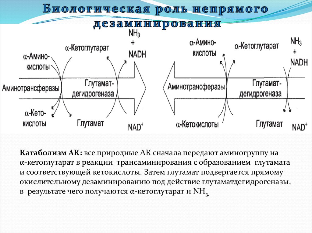 Биологические функции аминокислот