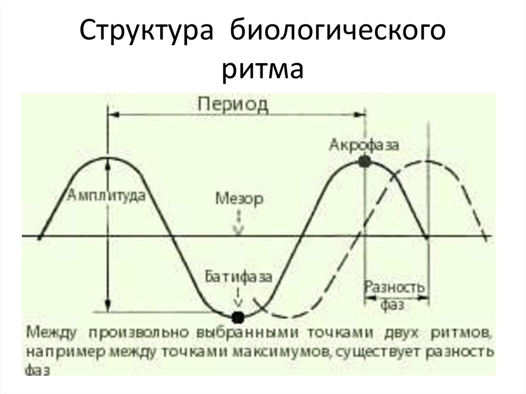 Амплитуда 3. Основные параметры биоритмов. Биологические ритмы схема. Амплитуда биоритмов. Основные параметры биологического ритма.