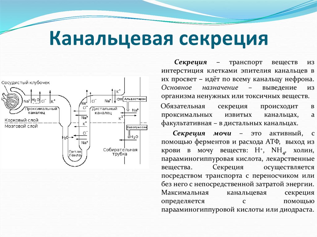 Выделение физиология презентация