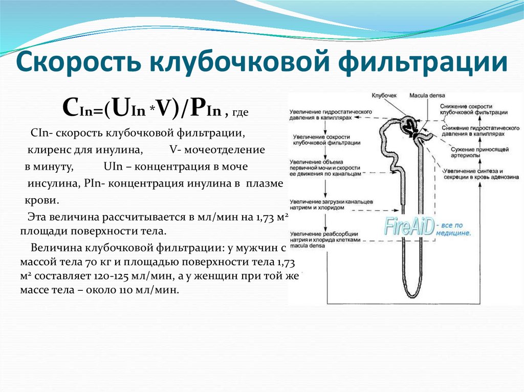 Клубочковая фильтрация калькулятор. Клубочковая фильтрация. Скорость клубочковой фильтрации.. Клубочковая фильтрация физиология. Единицы измерения клубочковой фильтрации. Нормальная величина клубочковой фильтрации.