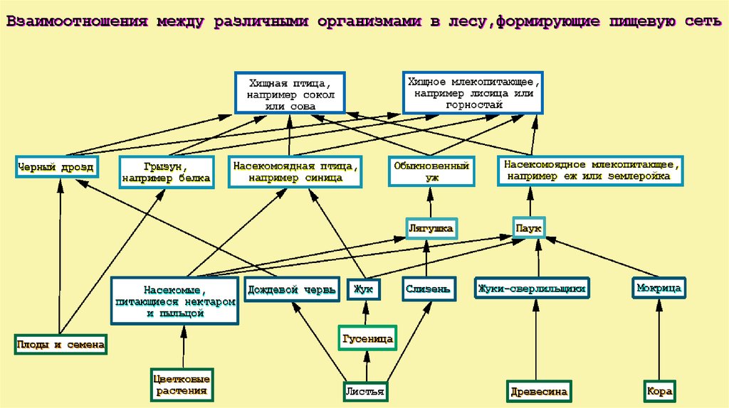 Схема взаимоотношения организмов