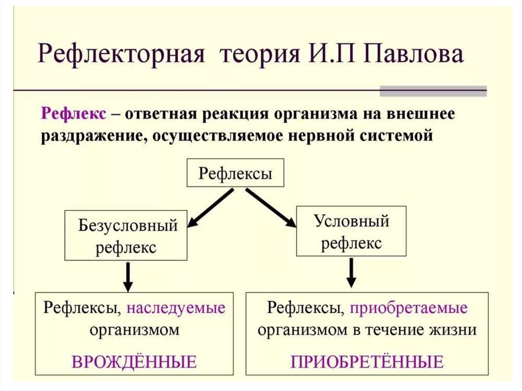 Рефлекторная теория