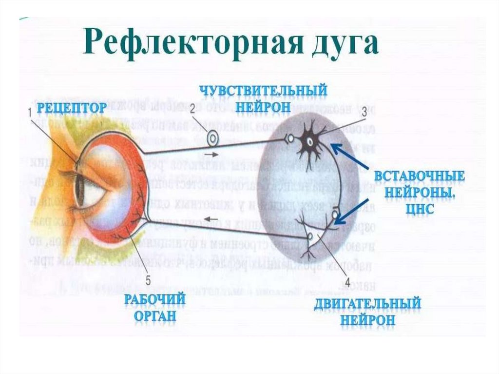 Рефлекторная дуга рисунок 8 класс