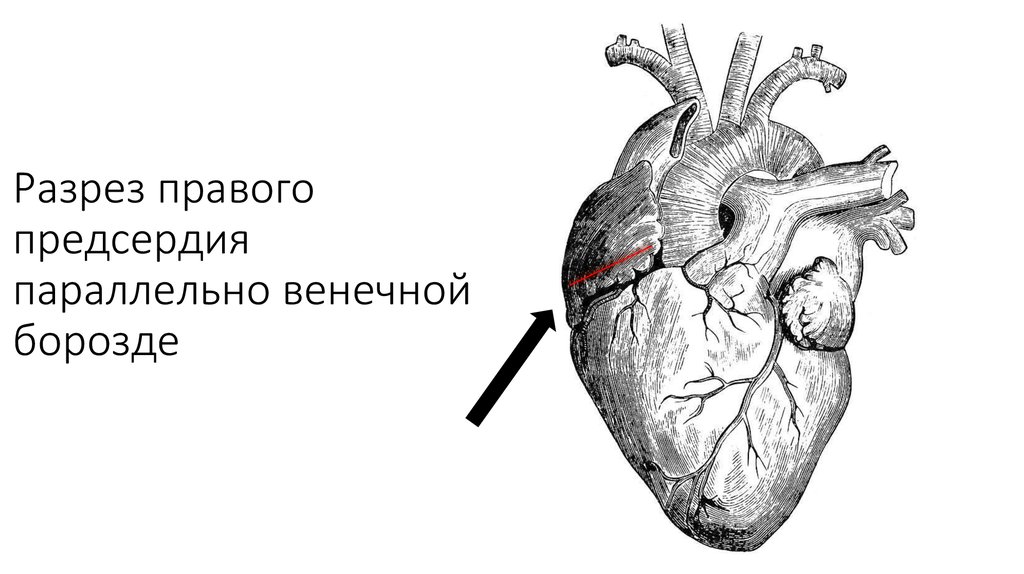 Физиология сердца. Строение сердечной мышцы физиология. Физиологические особенности строения сердечной мышцы. Физиологические свойства сердца физиология. Строение сердца особенности сердечной мышцы.