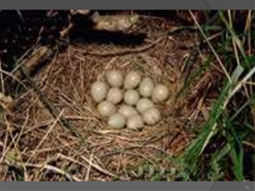 Где высиживают яйца. Серая куропатка гнездо. Гнездо куропатки. Серая куропатка яйца. Серая куропатка яйца гнездо.