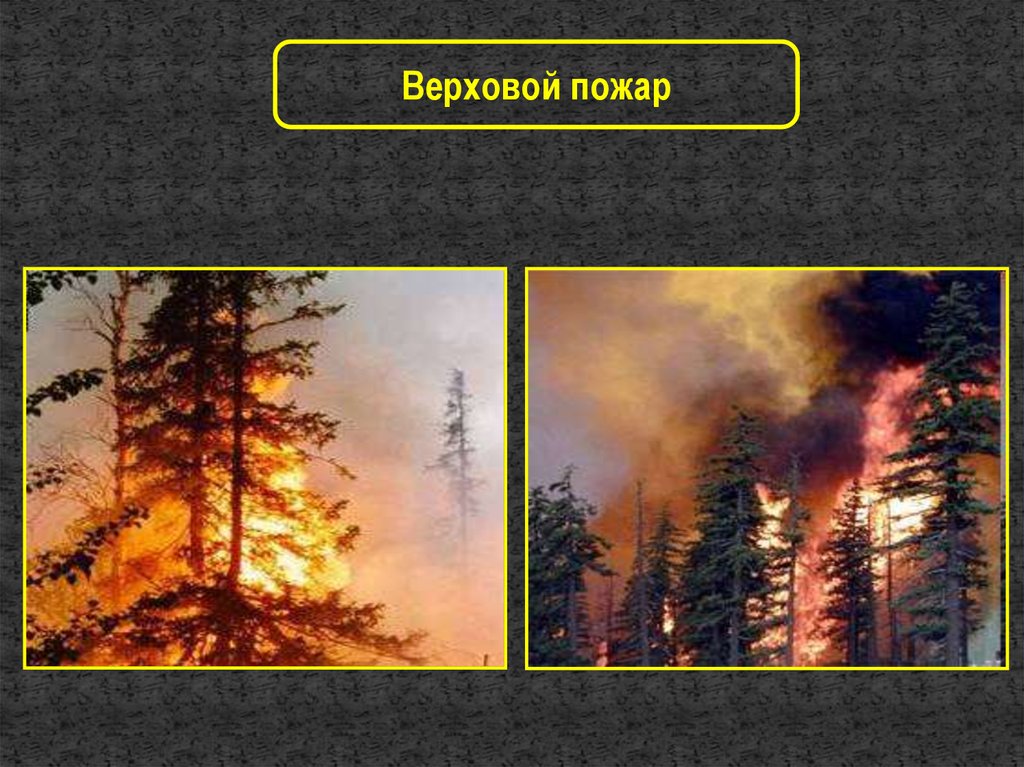 Лесные и торфяные пожары. Торфяные пожары доклад. Плакат на тему Лесные и торфяные пожары. Устойчивые низовые пожары характеризуются медленным.