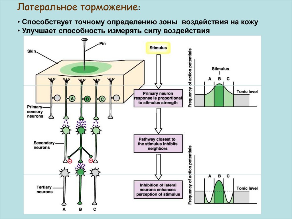 Латеральное торможение схема