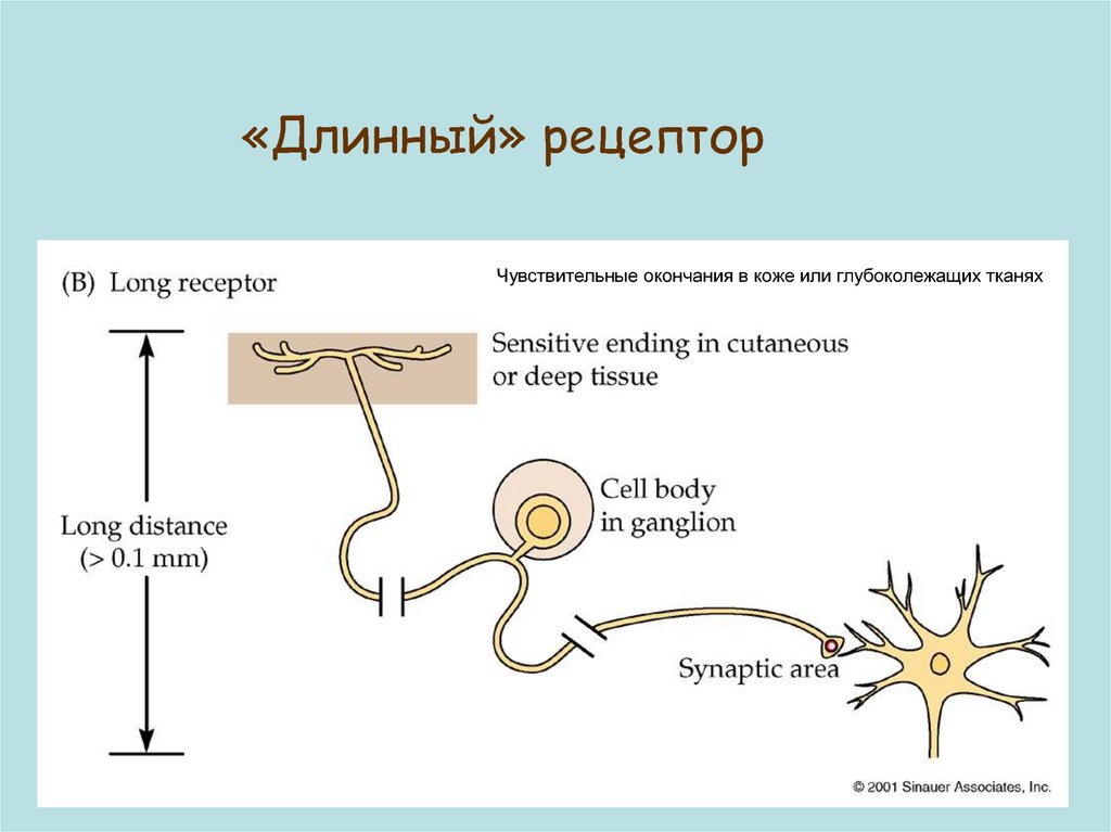 Рефлексы у лягушки. Рецептивное поле рефлекса. Кальций чувствительный Рецептор. Рецептивное поле лягушки. Вторично чувствительные рецепторы.