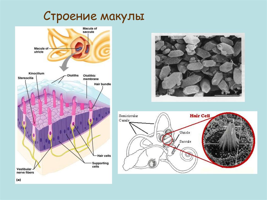 Схема строения макулы