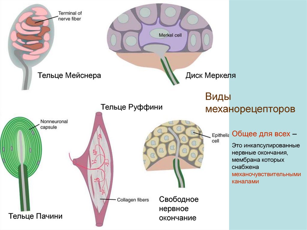 Виды механорецепторов схема