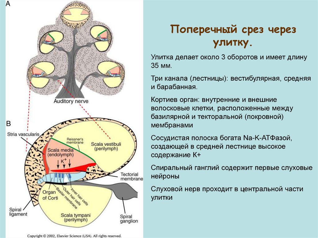 Схему поперечного разреза улитки