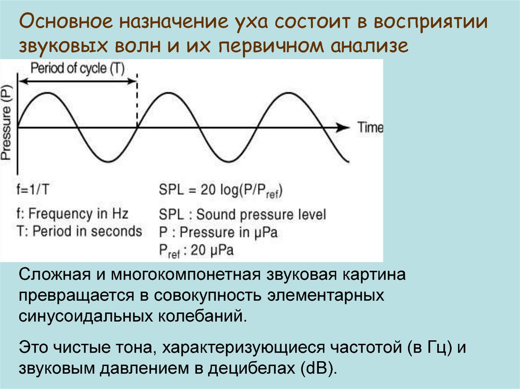 Частота характеризует. Первичные волны. Первичный анализ звука. Сложный тон характеризуется:. Анализ сложных звуковых стимулов.