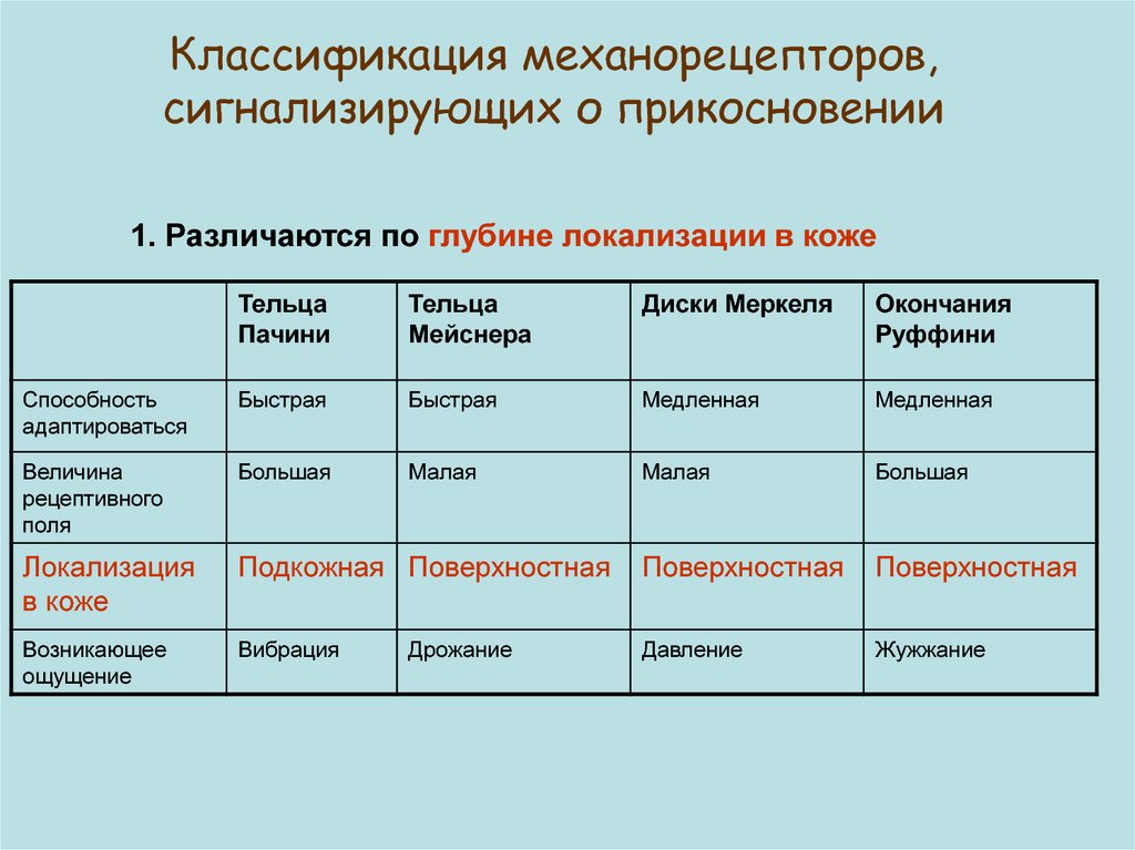 Виды механорецепторов схема