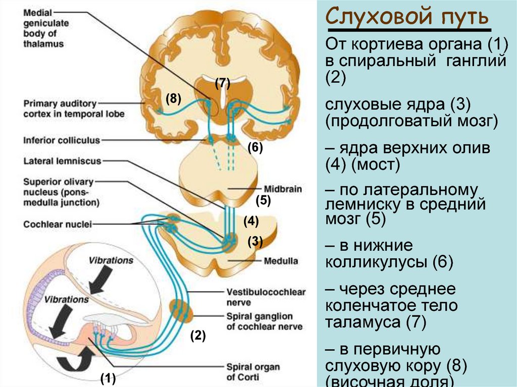 Проводящий путь слухового анализатора схема с подписями