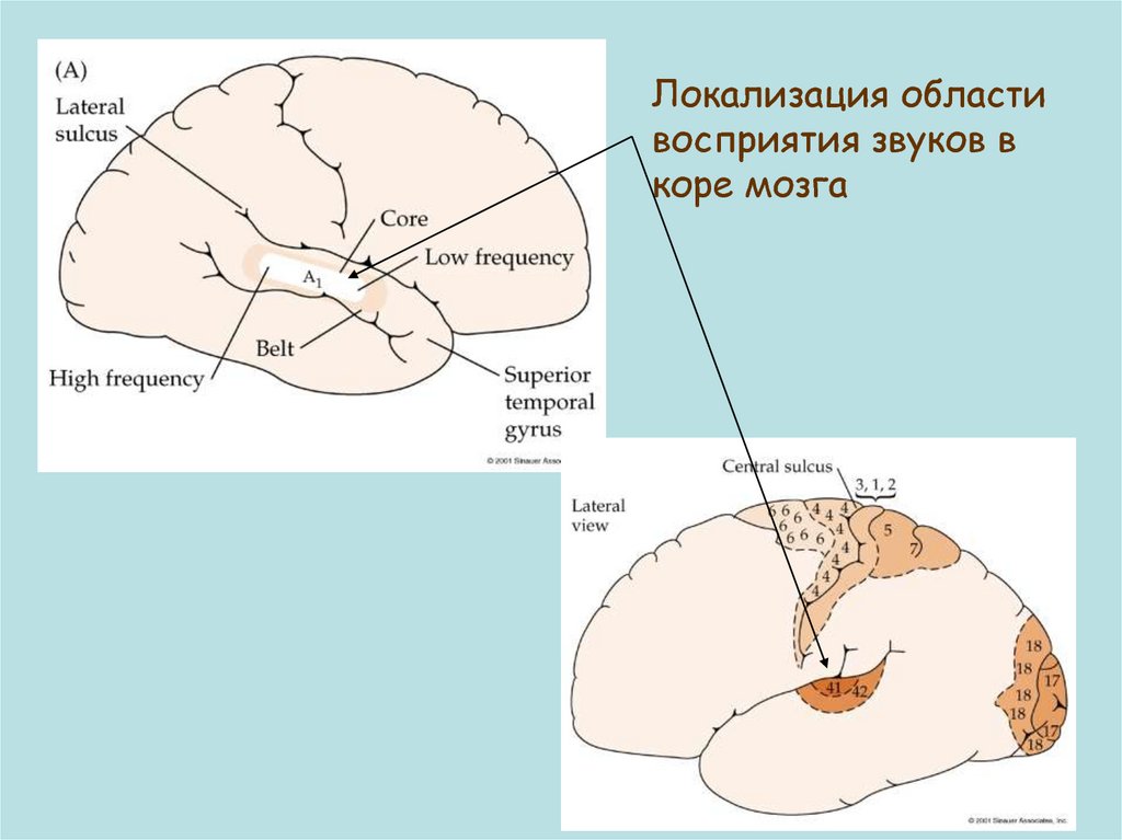 Область восприятия. Сфера локализации. Локализация область. Область звукового восприятия. Локализация области вернека.