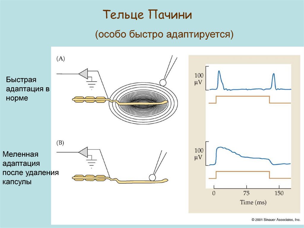 Определите название частей тельца пачини обозначенных на рисунке цифрами 1 и 2