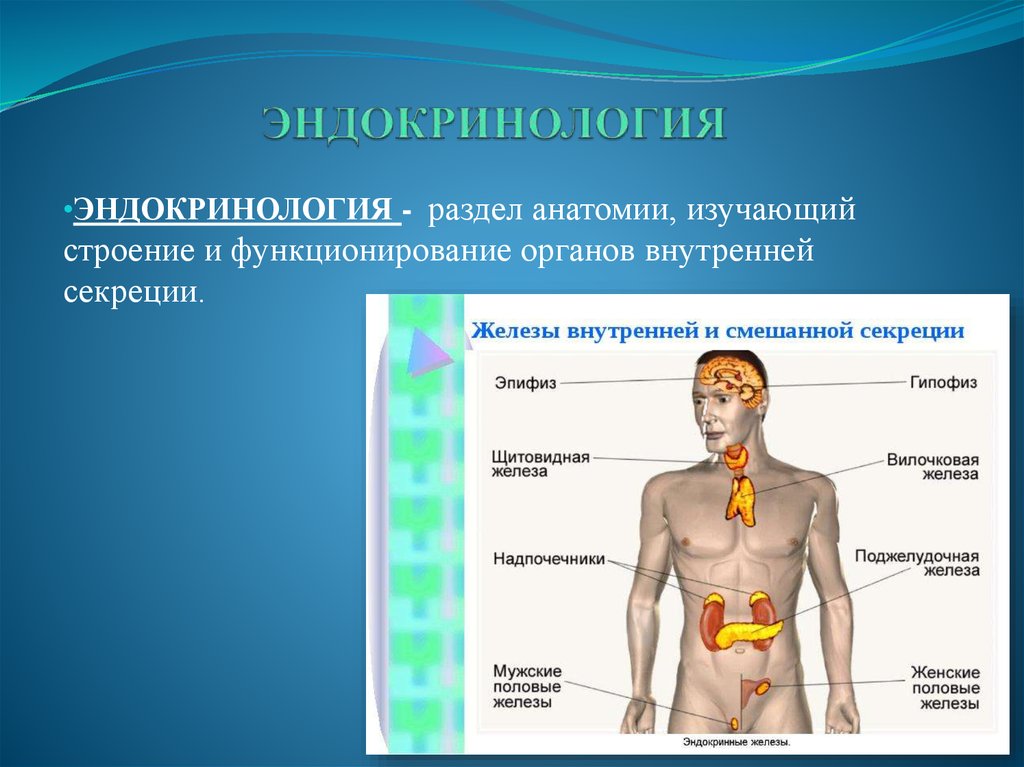 Профиль эндокринология. Разделы эндокринологии. Эндокринолог железы внутренней секреции. Мужские и женские половые железы внутренней секреции. Строение и жизнедеятельность органов.