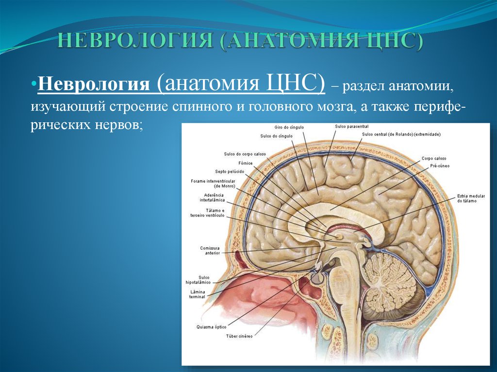 Центральный нервный канал. ЦНС головной мозг строение. Анатомия центральной нервной системы. Строение спинного и головного мозга. Головной и спинной мозг анатомия.