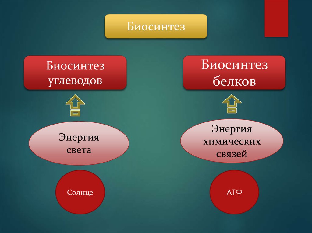Биосинтез белка - online presentation