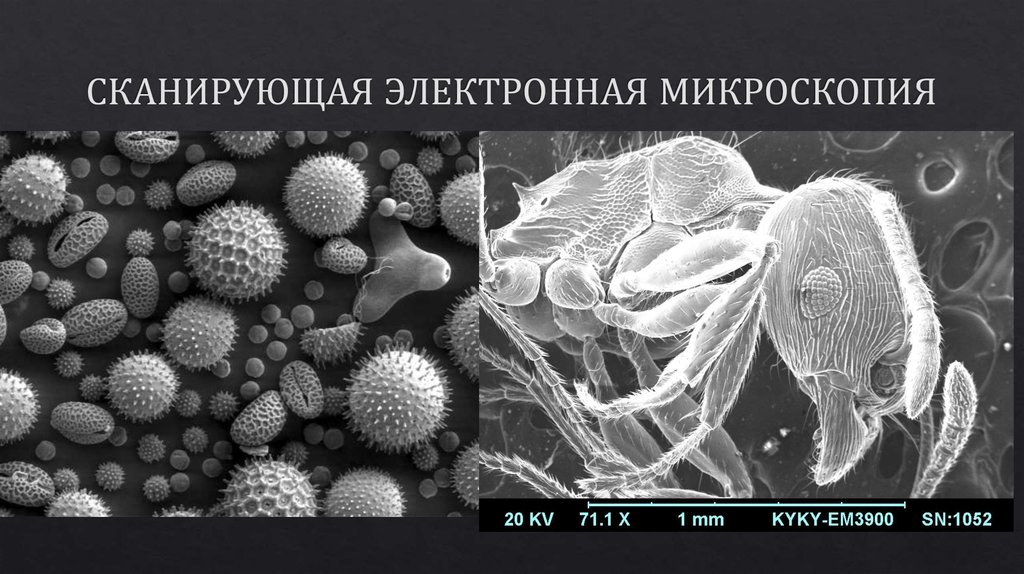 Электронная микроскопия презентация