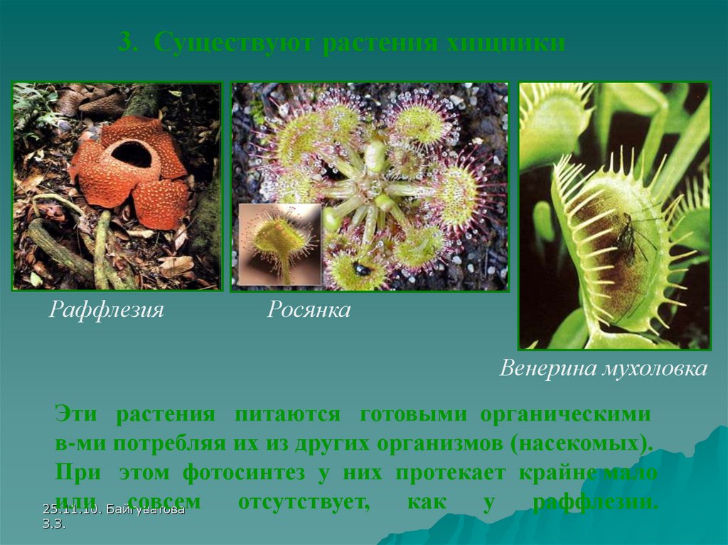 Питается готовыми органическими. Росянка среда обитания. Растения которые питаются органическими веществами. Растения которые питаются готовыми органическими веществами. Растения питающиеся органическими веществами.