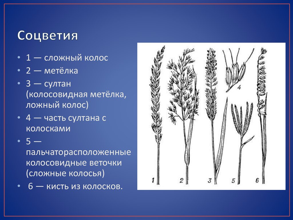 Пшеница одиночный цветок или соцветие