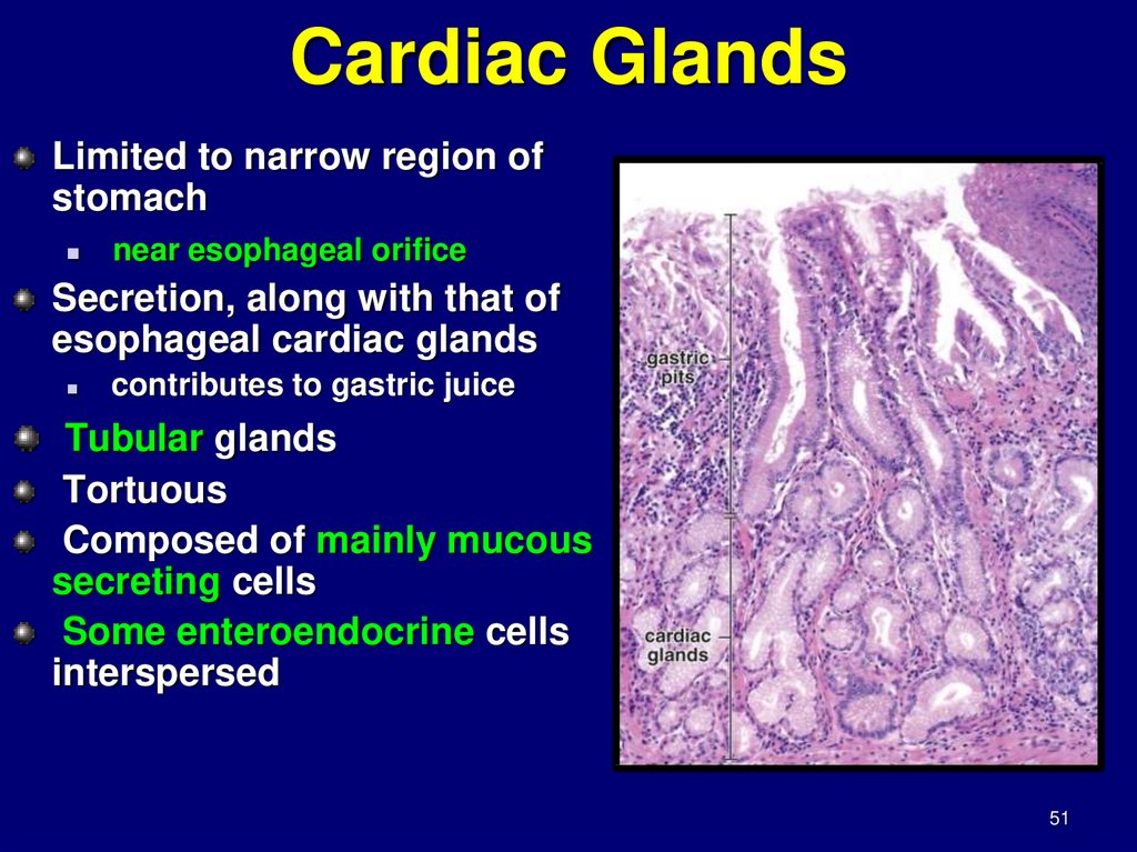 Esophagus stomach - online presentation