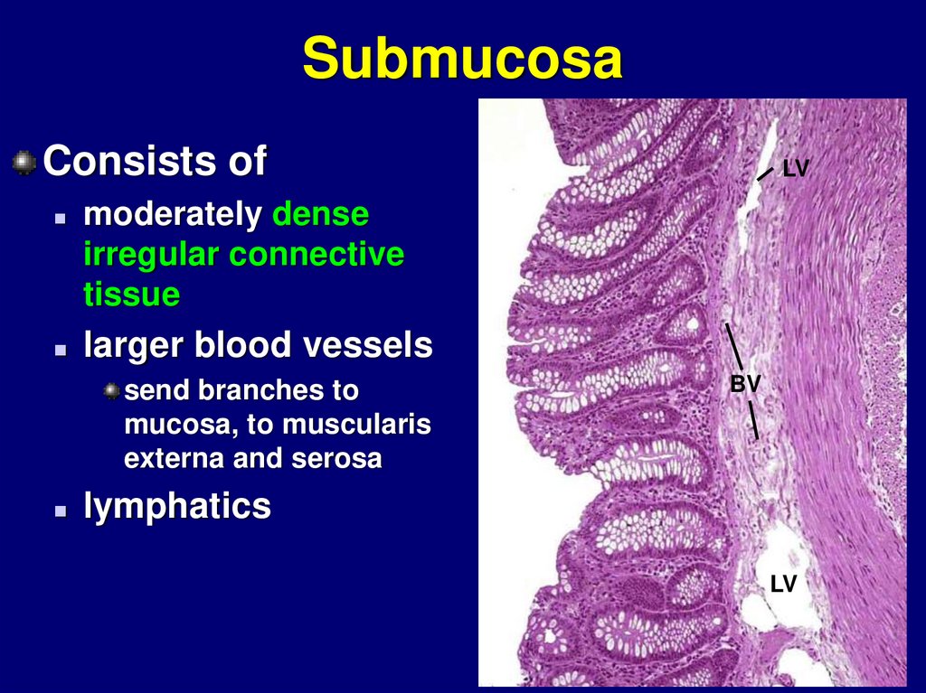 Esophagus stomach - online presentation