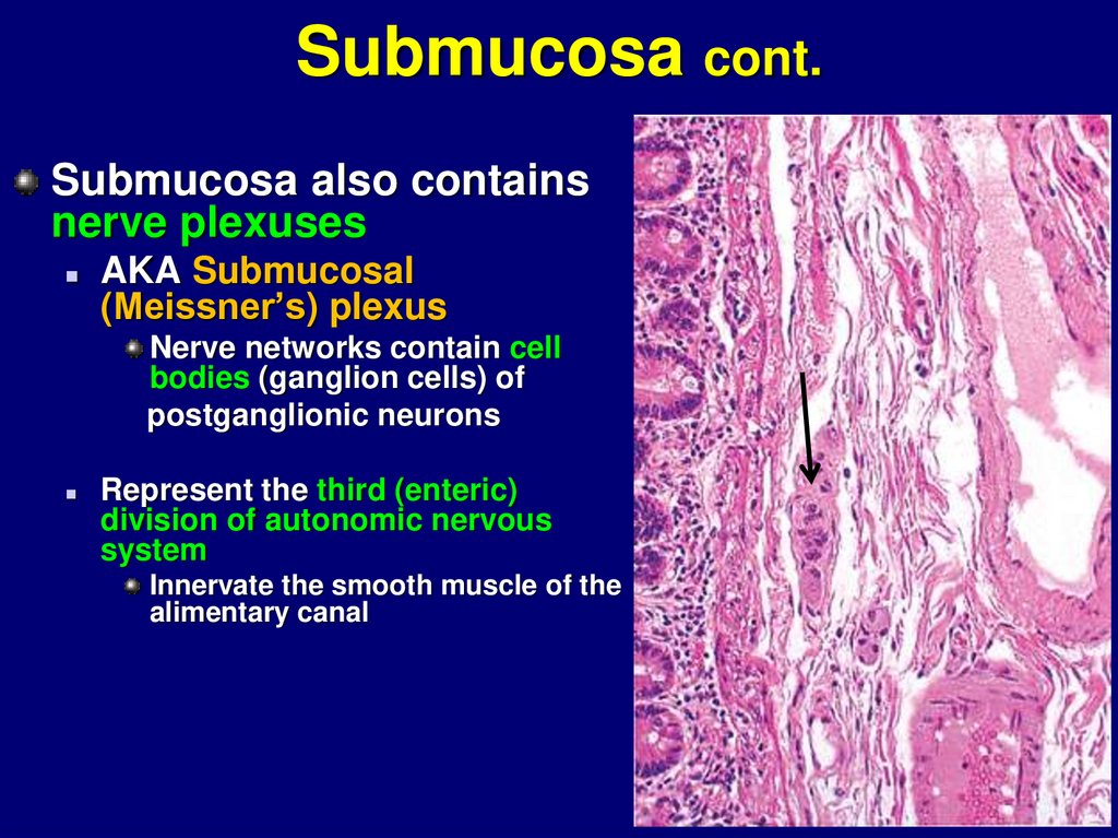 Esophagus stomach - online presentation