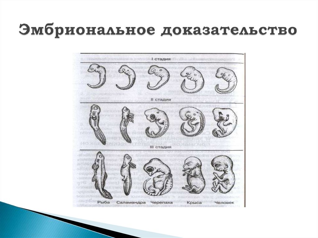 Эмбриональное развитие человека в основном. Эмбриональное развитие человека и крысы. Эмбриональное развитие черепа. Эмбриональное развитие рыбы по стадиям. Куколка в эмбриональном развитии.