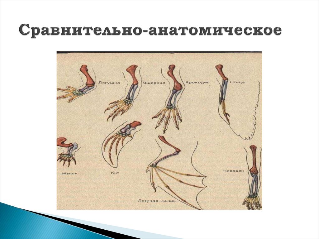 Примеры сравнительно анатомических